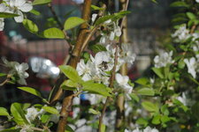Arbuste fleuri