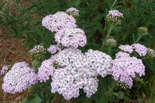 Achilée millefeuille