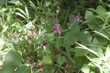 Ancolie