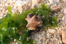 Astérie bossue (Asterina gibbosa)
