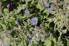 Bourache officinale