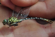 Onychogomphus forcipatus