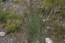 Jonc sp.