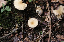 Clitocybe diatreta