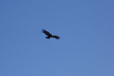 Condor
