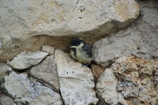 Mésange charbonnière
