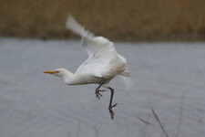 Héron garde-boeufs - Bubulcus ibis