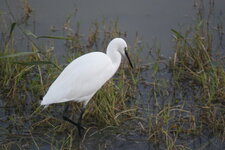 Aigrette garzette