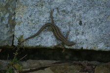 Lézard