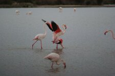 Flamant rose