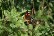 Papillon - Le vulcain ou Amiral