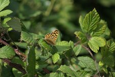 Papillon - Le tircis