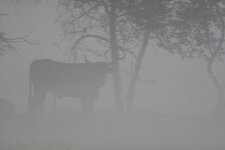 Réveil dans la Brume