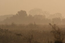 La Camargue dans la brume