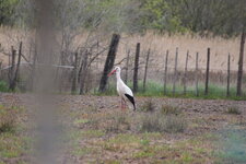 Cigogne blanche