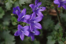 Campanule des murailles