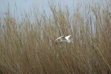 Grande aigrette