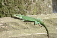 Lezard