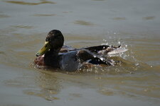 Colvert - femelle