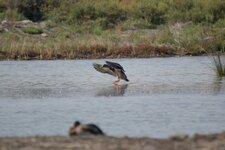 Colvert