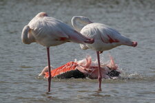 Quelques ablutions...