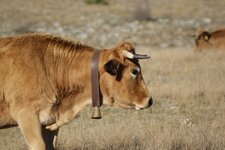 Aubrac