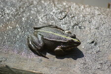 Grenouille verte