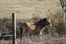Cheval de przewalski