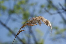 Phragmite