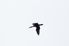 Cormoran