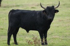 Taureau camarguais