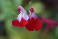 Sauge grahamii bicolore