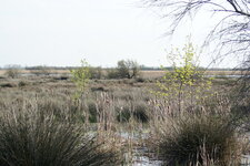 Paysage de camargue, bis repetita