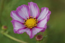 Cosmos
