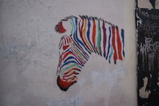 Equus zebra polychromus