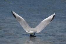 Mouette rieuse