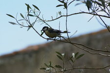 Mésange charbonnière