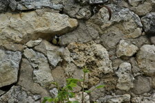 Mésange charbonnière