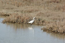Aigrette garzette