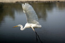 Grande aigrette - bis