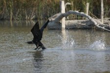 Grand cormoran - juvénile