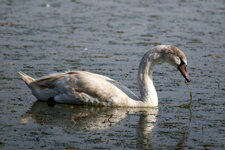Cygne tuberculé - juvénile