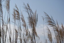 Phragmites