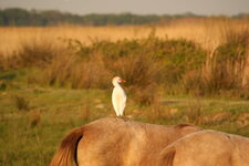 Héron garde-boeufs - Bubulcus ibis