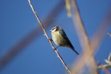 Mésange bleue