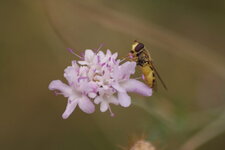 Syrphidé