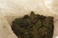 Grenouilles