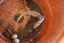 Le lézard n