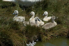 Cygnes tuberculés