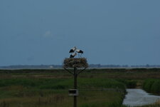 Cigogne